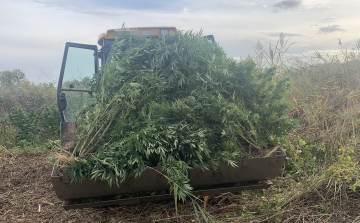 Hatalmas kannabisz-ültetvényt találtak Csépán