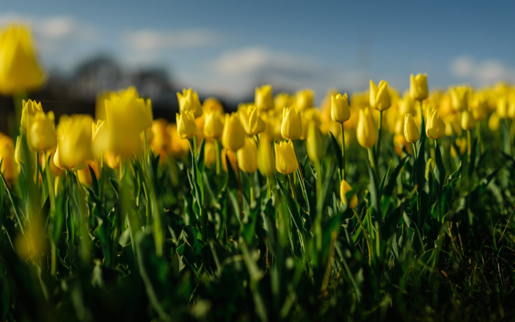 A tavasz érkezésének ünnepe – Tulipánszüret a Kincsek Völgyében a Balaton mellett 